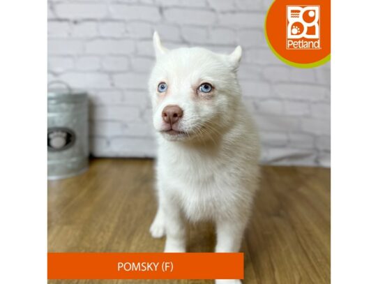 Pomsky – 16979