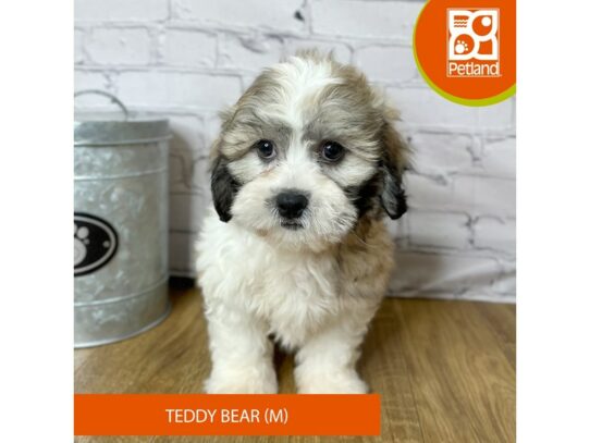 Teddy Bear – 16978