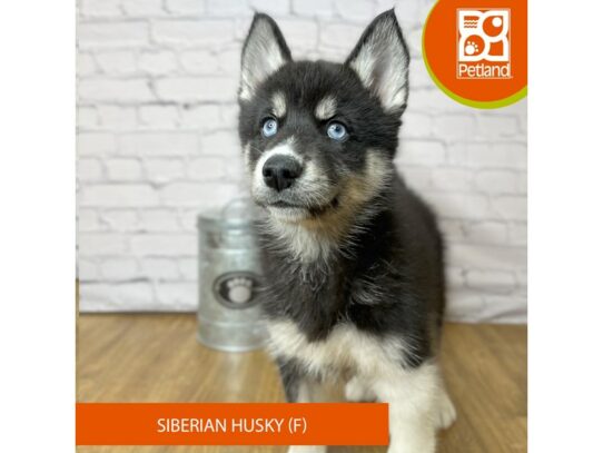Siberian Husky – 16976