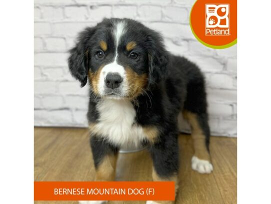 Bernese Mountain Dog – 16975