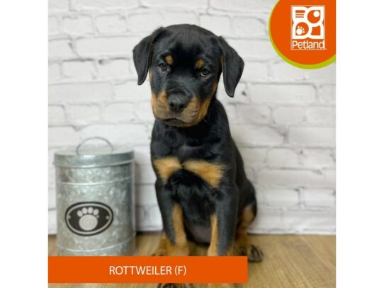Rottweiler – 16974
