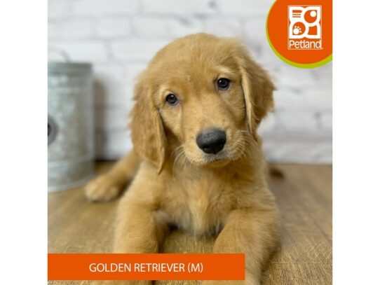 Golden Retriever – 16972