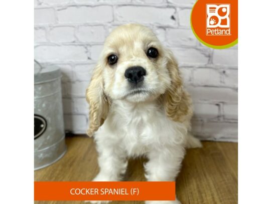 Cocker Spaniel – 16969