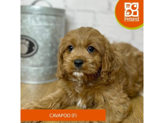 Cavapoo – 16967