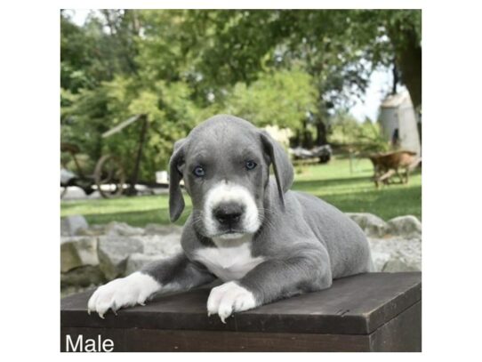 Great Dane – 16990