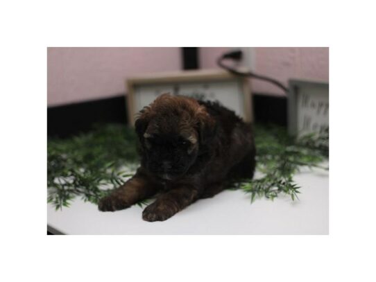 Soft Coated Wheaten Terrier – 16989