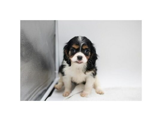 Cavalier King Charles Spaniel – 16992