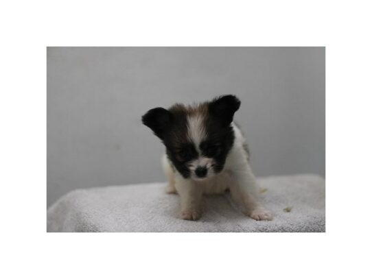 Papillon – 16991