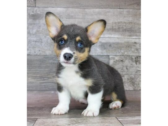 Pembroke Welsh Corgi – 16983