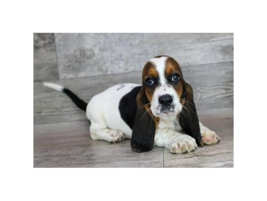 Basset Hound – 16985
