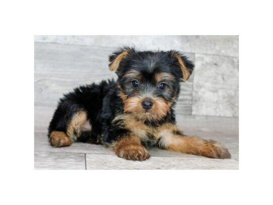 Yorkshire Terrier – 16984