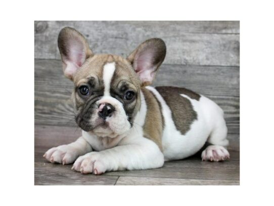 French Bulldog – 16982
