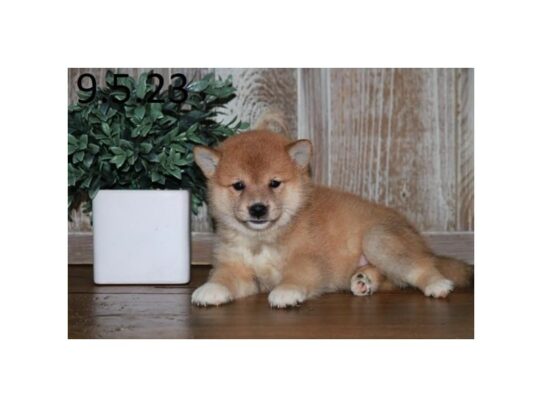Shiba Inu – 16994