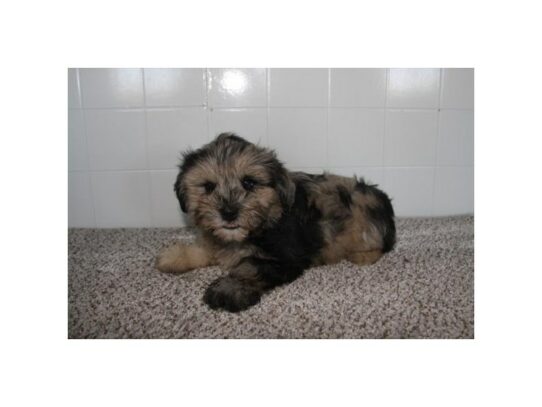 Miniature Schnauzer – 16993