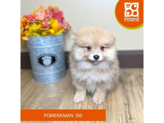 Pomeranian – 17048