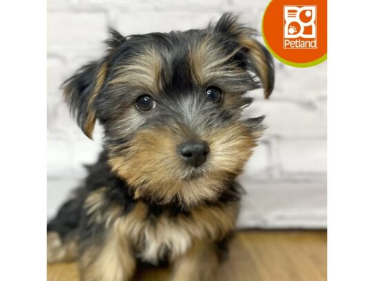 Morkie – 17025