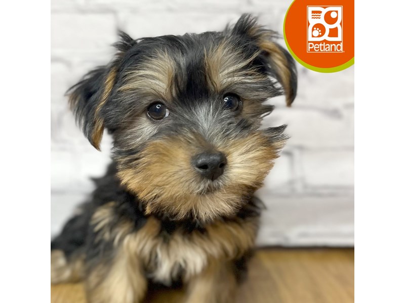 Morkie - 17025 Image #1