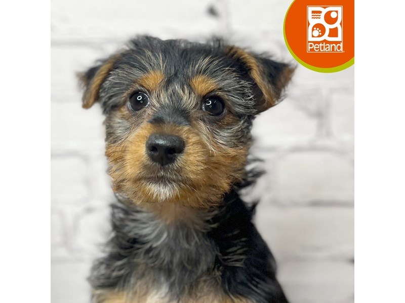 Yorkshire Terrier - 17042 Image #1