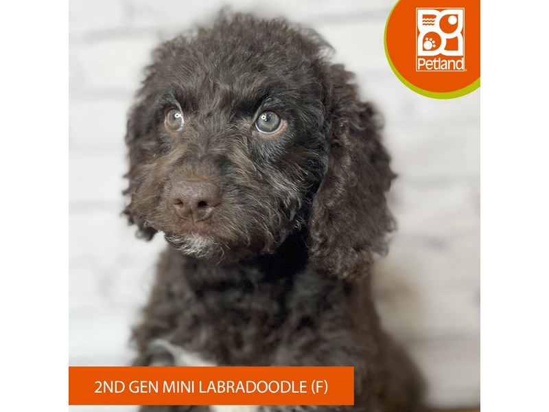 Labradoodle Mini 2nd Gen - 17051 Image #1