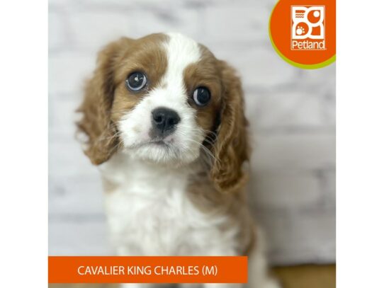 Cavalier King Charles Spaniel – 17056