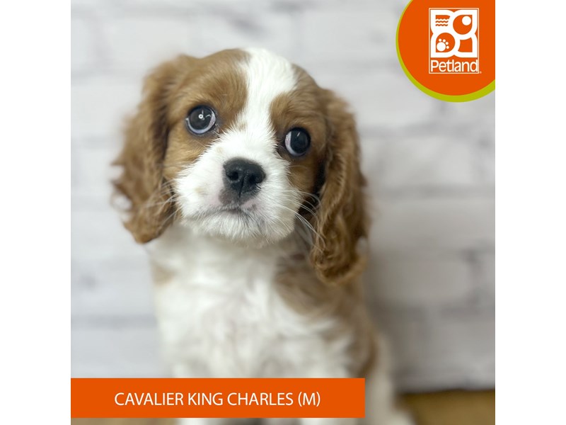 Cavalier King Charles Spaniel - 17056 Image #1