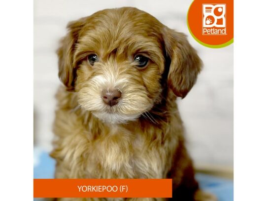 Yorkiepoo – 17073