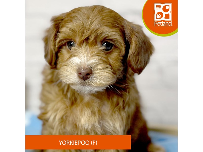 Yorkiepoo - 17073 Image #1