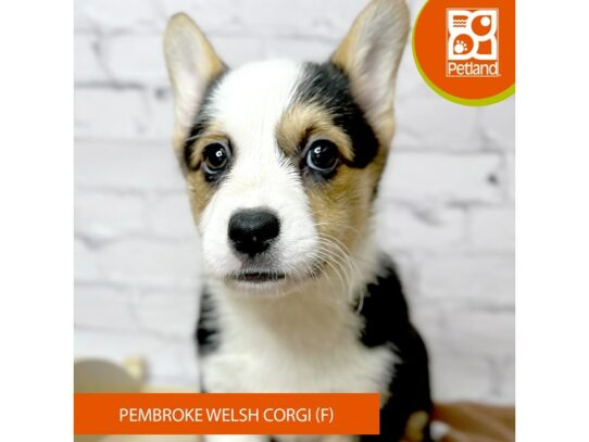 Pembroke Welsh Corgi – 17069