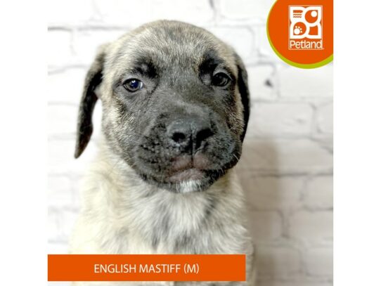 English Mastiff – 17072