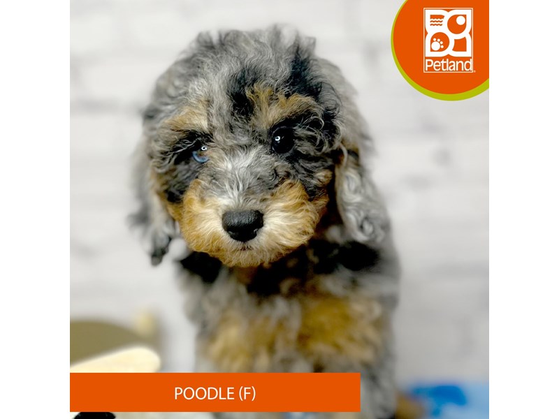 Poodle - 17070 Image #1