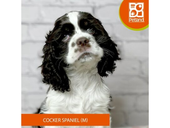 Cocker Spaniel – 17064
