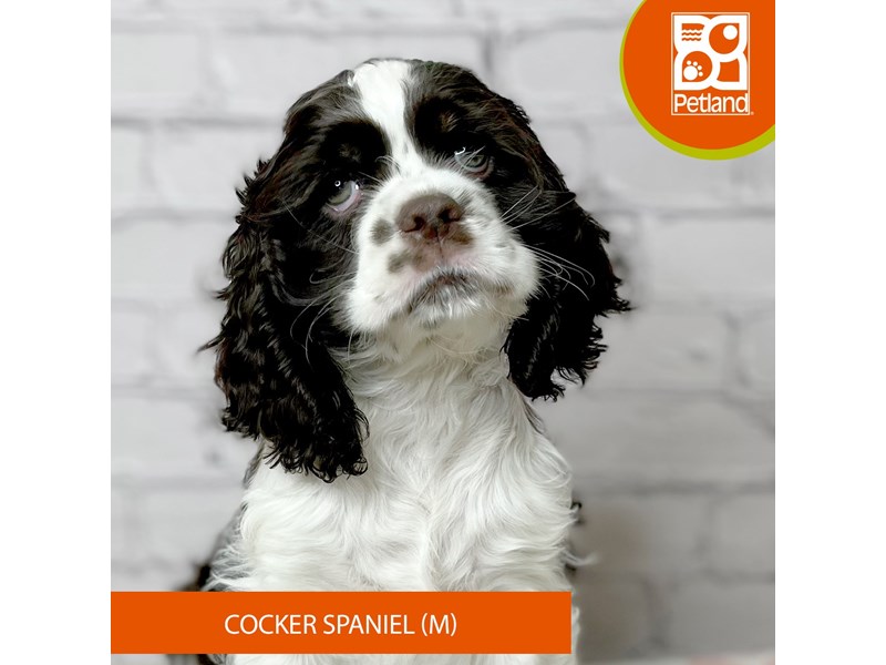 Cocker Spaniel - 17064 Image #1
