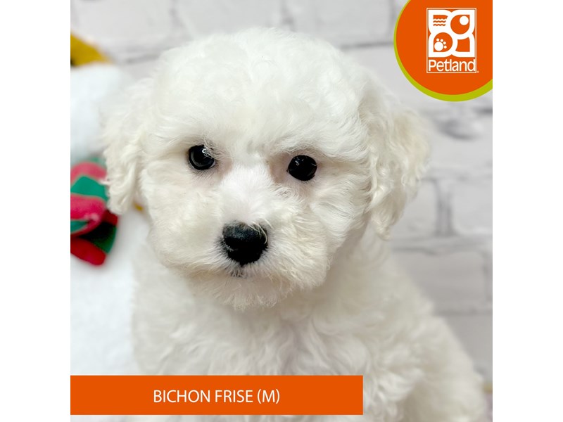 Bichon Frise - 17063 Image #1