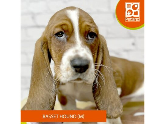 Basset Hound – 17062