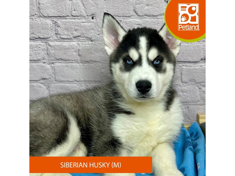 Siberian Husky - 17081 Image #1