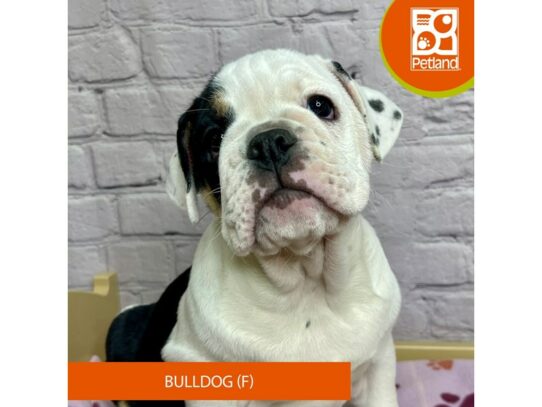Bulldog – 17082