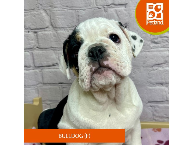 Bulldog - 17082 Image #1