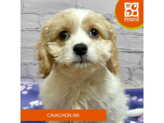 Cavachon – 17085