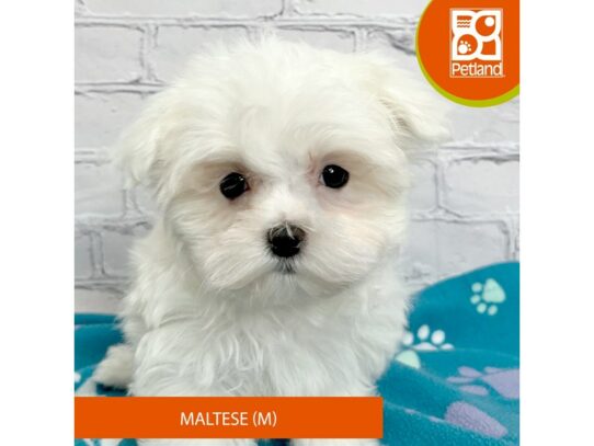 Maltese – 17099