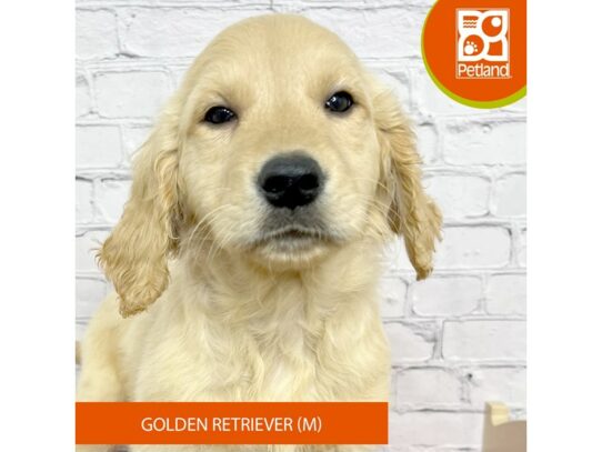 Golden Retriever – 17098