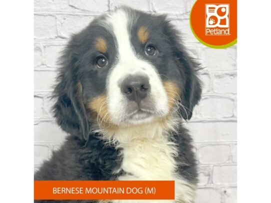 Bernese Mountain Dog – 17095