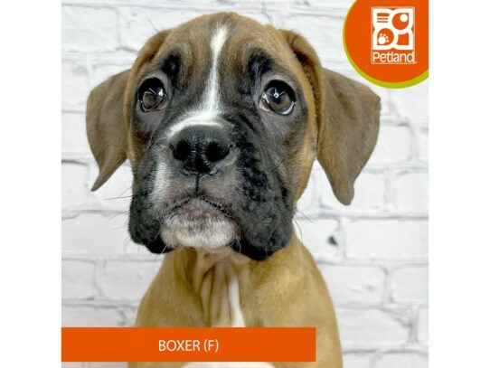 Boxer – 17092