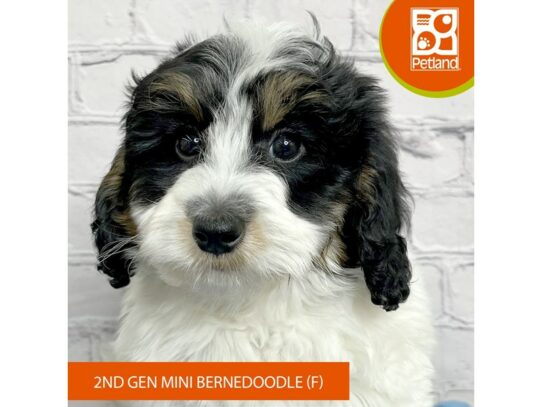 Bernedoodle Mini 2nd Gen – 17091