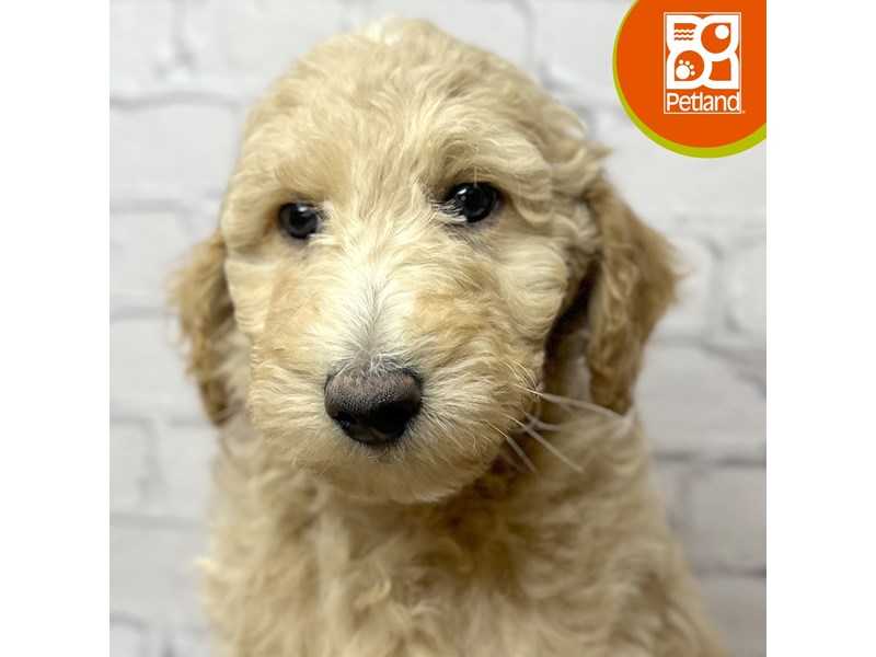 Goldendoodle Mini - 17045 Image #1