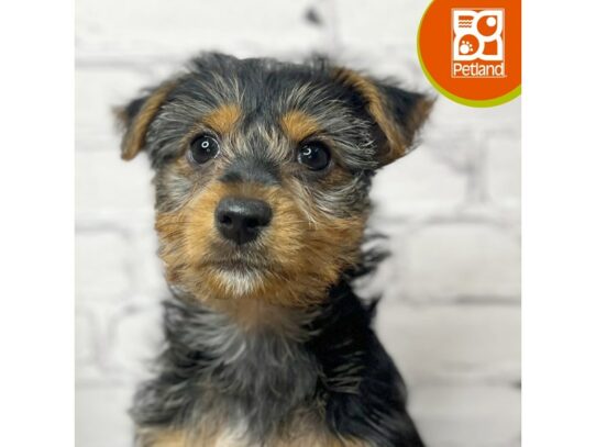 Yorkshire Terrier – 17042