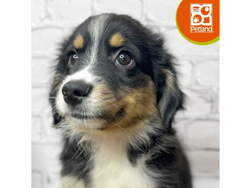 Miniature Australian Shepherd - 17041 Image #1