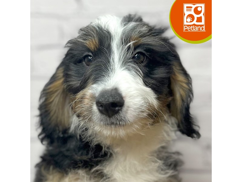 Bernedoodle Mini - 17035 Image #1
