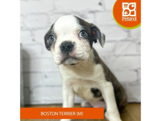 Boston Terrier – 17049
