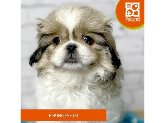 Pekingese – 17068