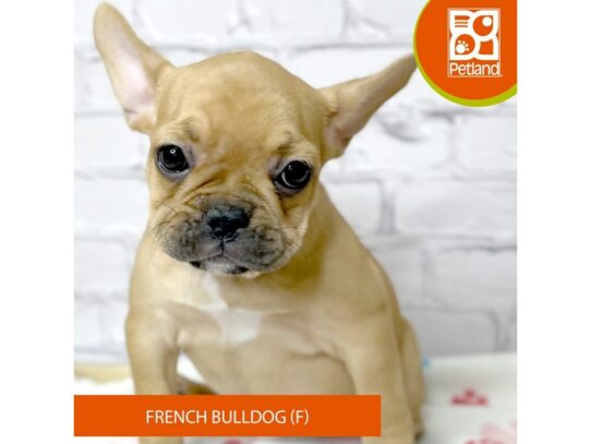 French Bulldog – 17067